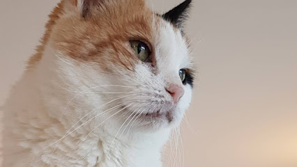 PalleVet Fear Free Vet - Garnich 1 AF1QipNdtWUGLvTp4e1KTeoFvCOwzlpwBgwCagtb3zphw426 h240 k no